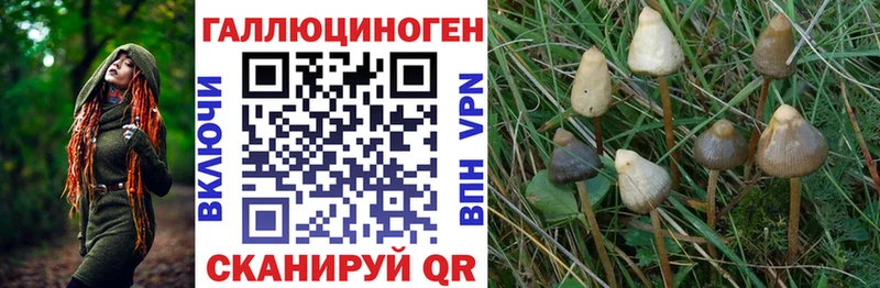 Псилоцибиновые грибы Psilocybe  mega как зайти  Шенкурск 